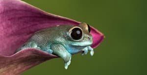 DJ Fat Frog
