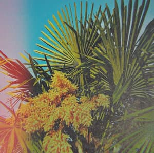 Palm Pilot