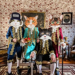 Fantastic Cat